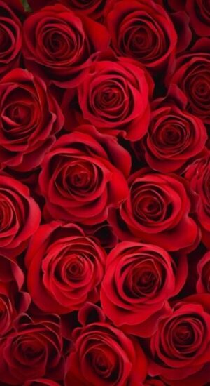 rosess